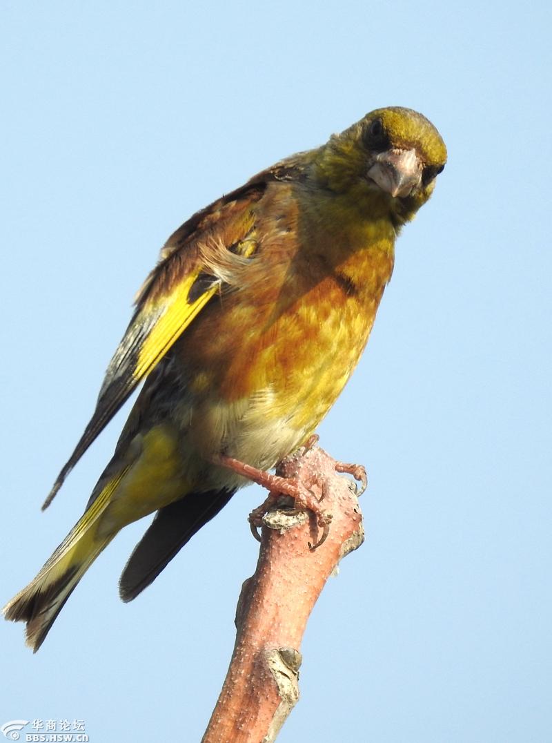 金翅鸟也在经受酷暑的考验