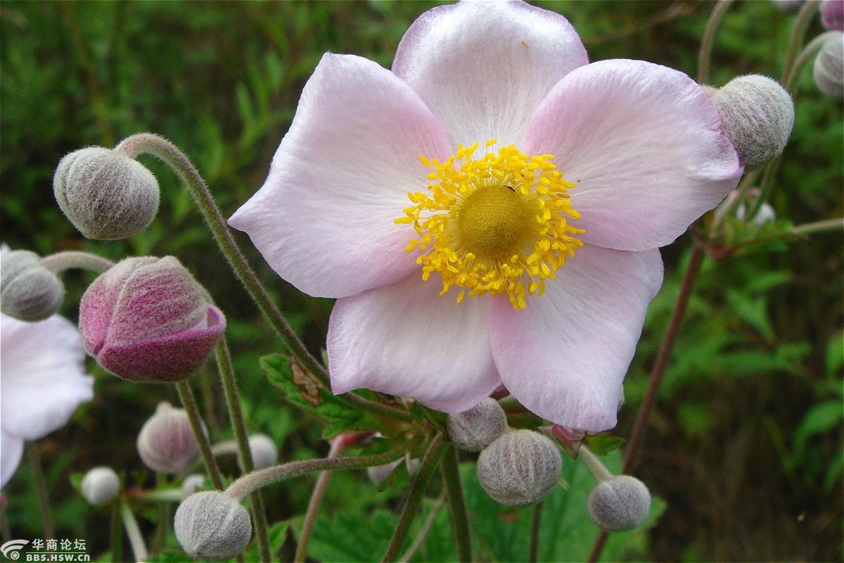 山棉花-西安论坛-华商论坛