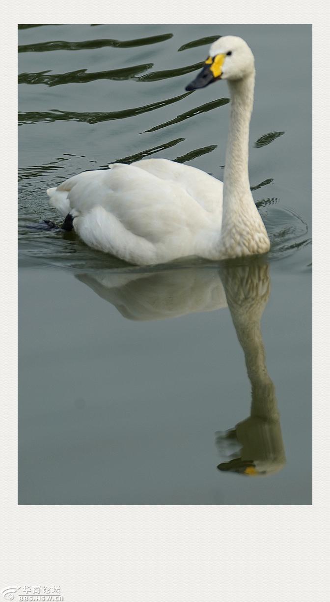 白天鹅与丑小鸭