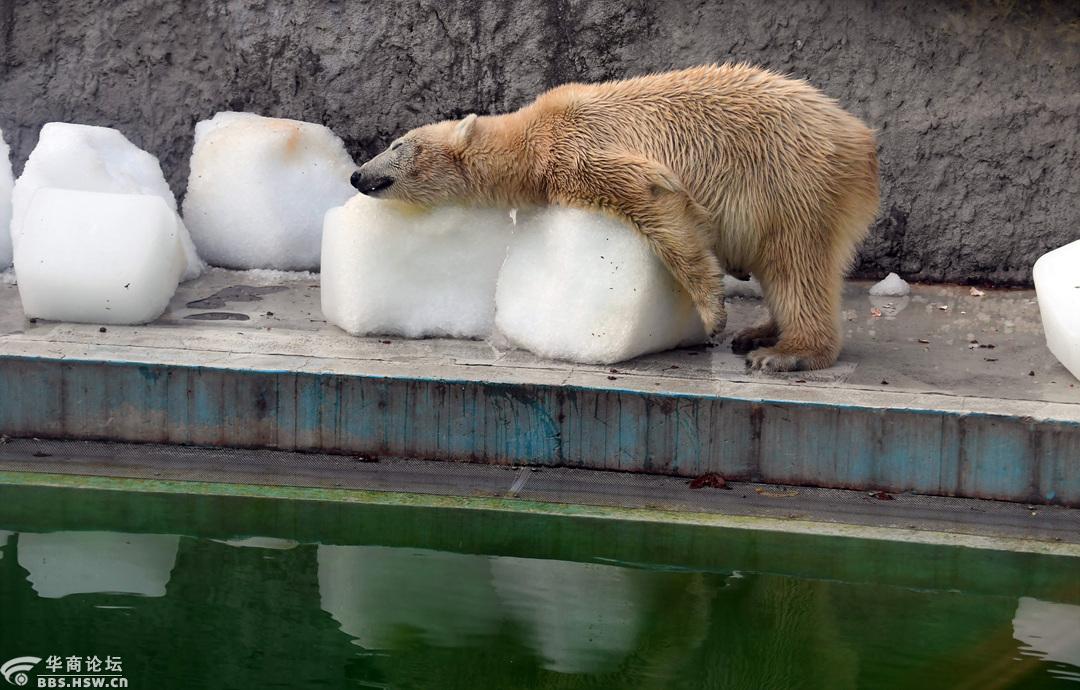 匈牙利布达佩斯动物园中的北极熊