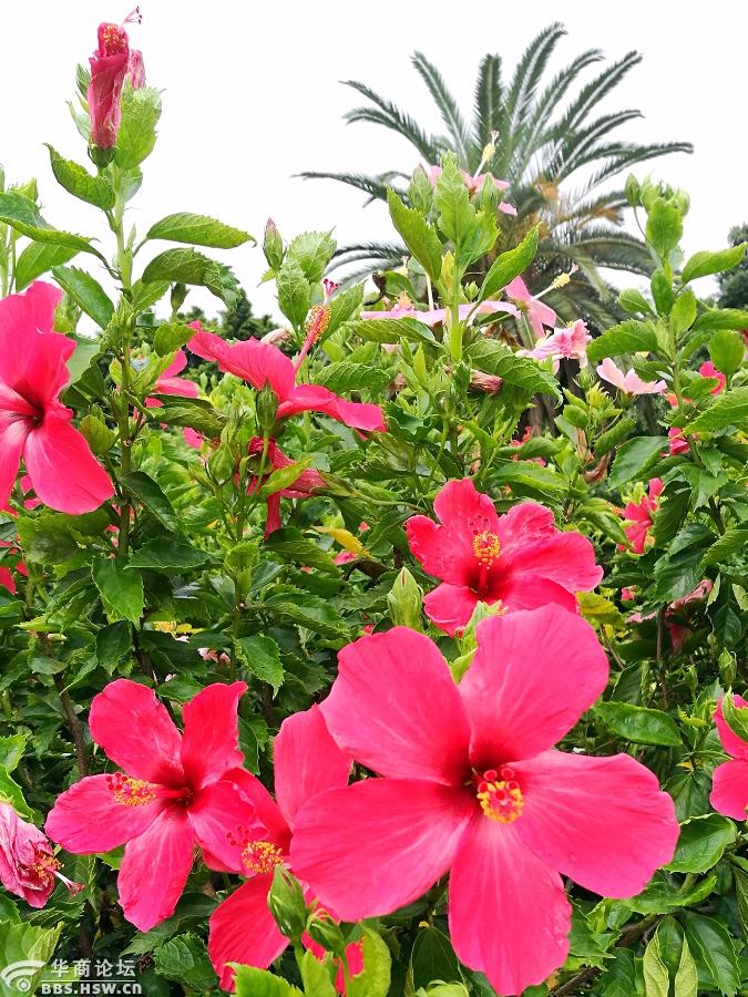 五色朱槿花开旺