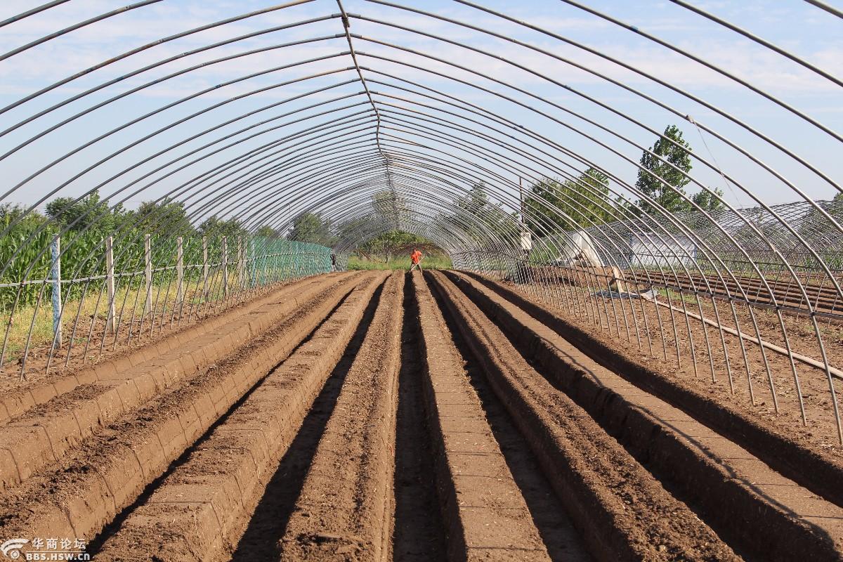 草莓栽培整地忙