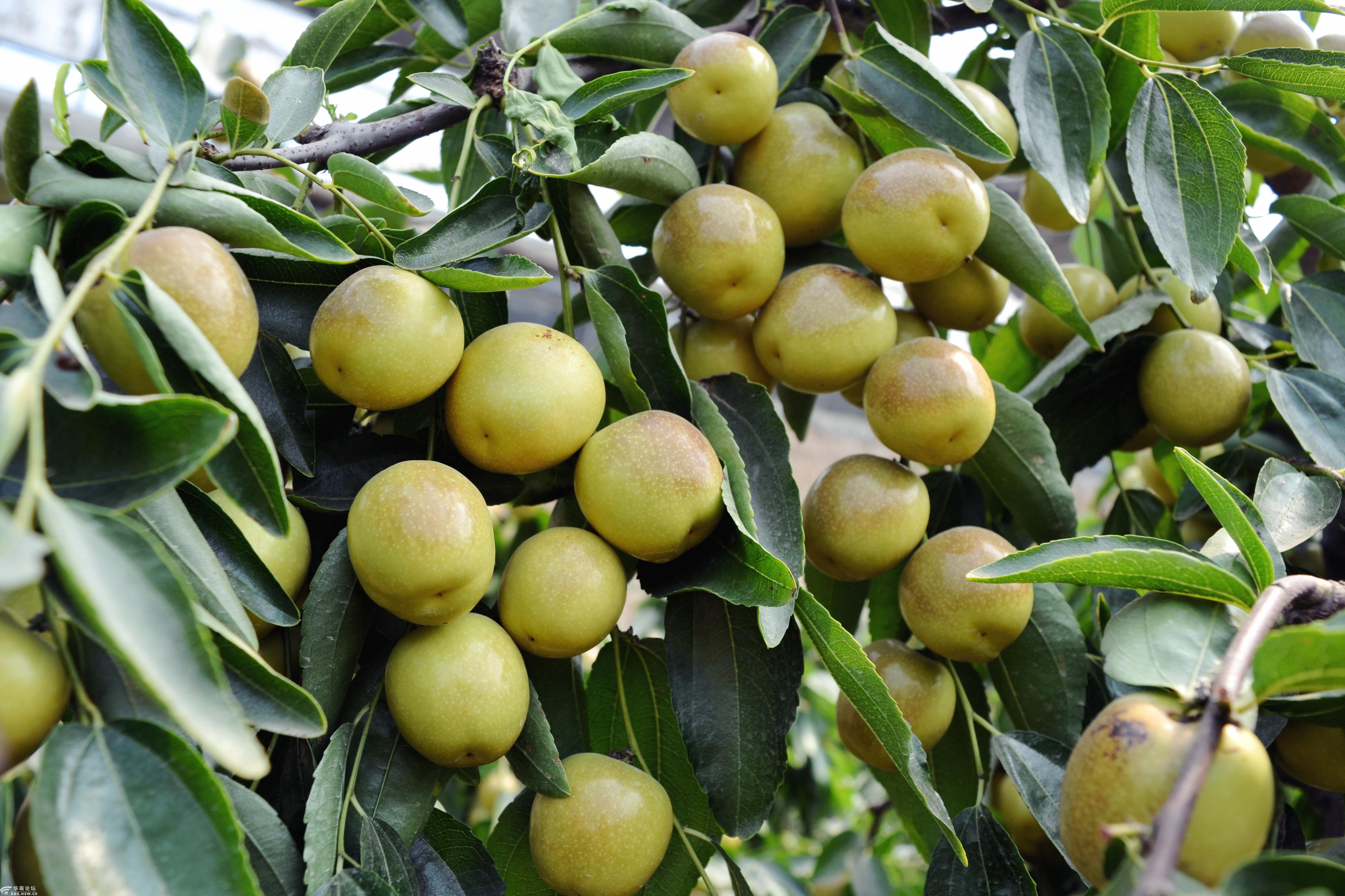 脱贫攻坚看阎良阎诚脆枣成当地致富果