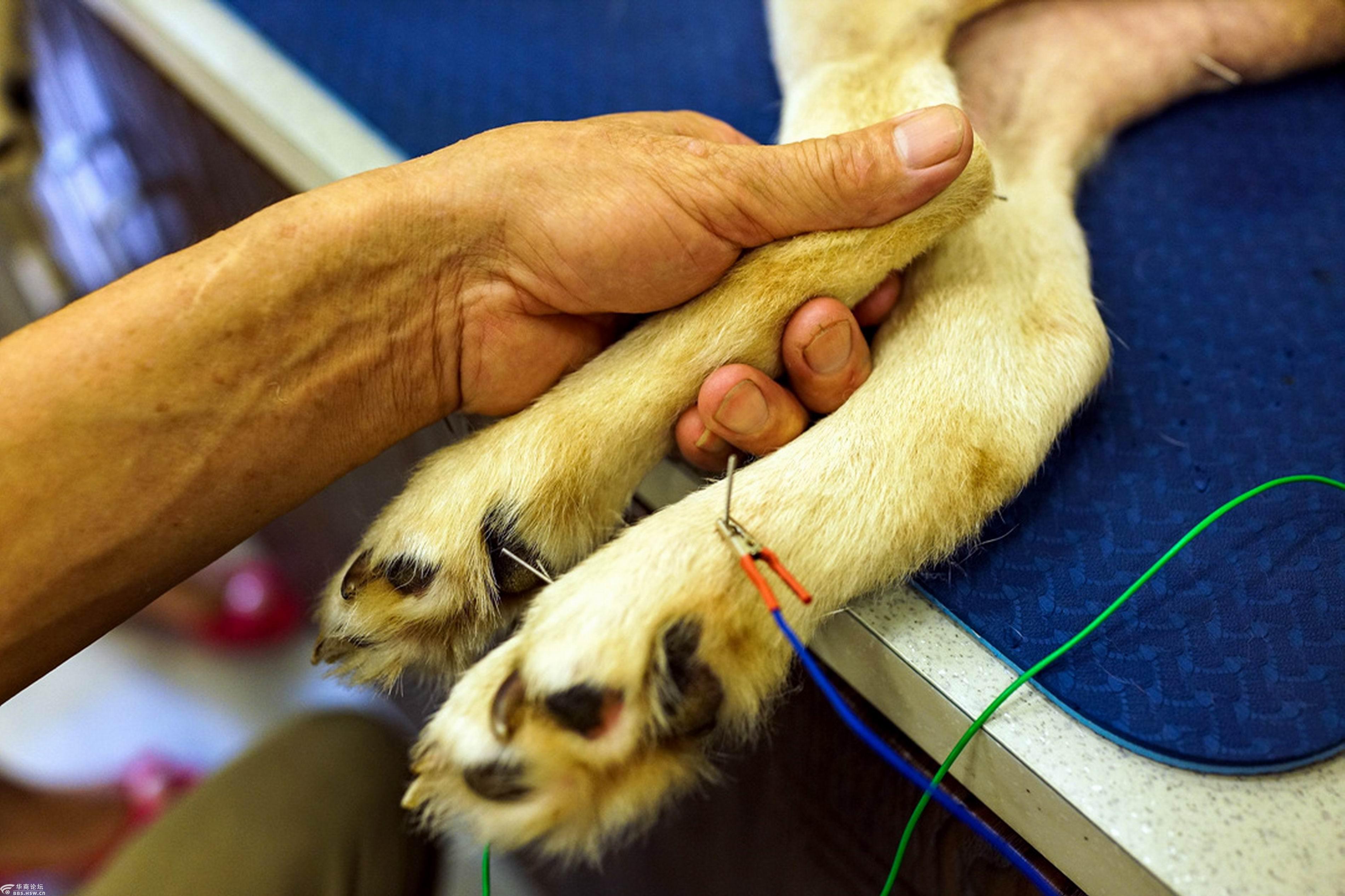 中华传统针灸疗狗