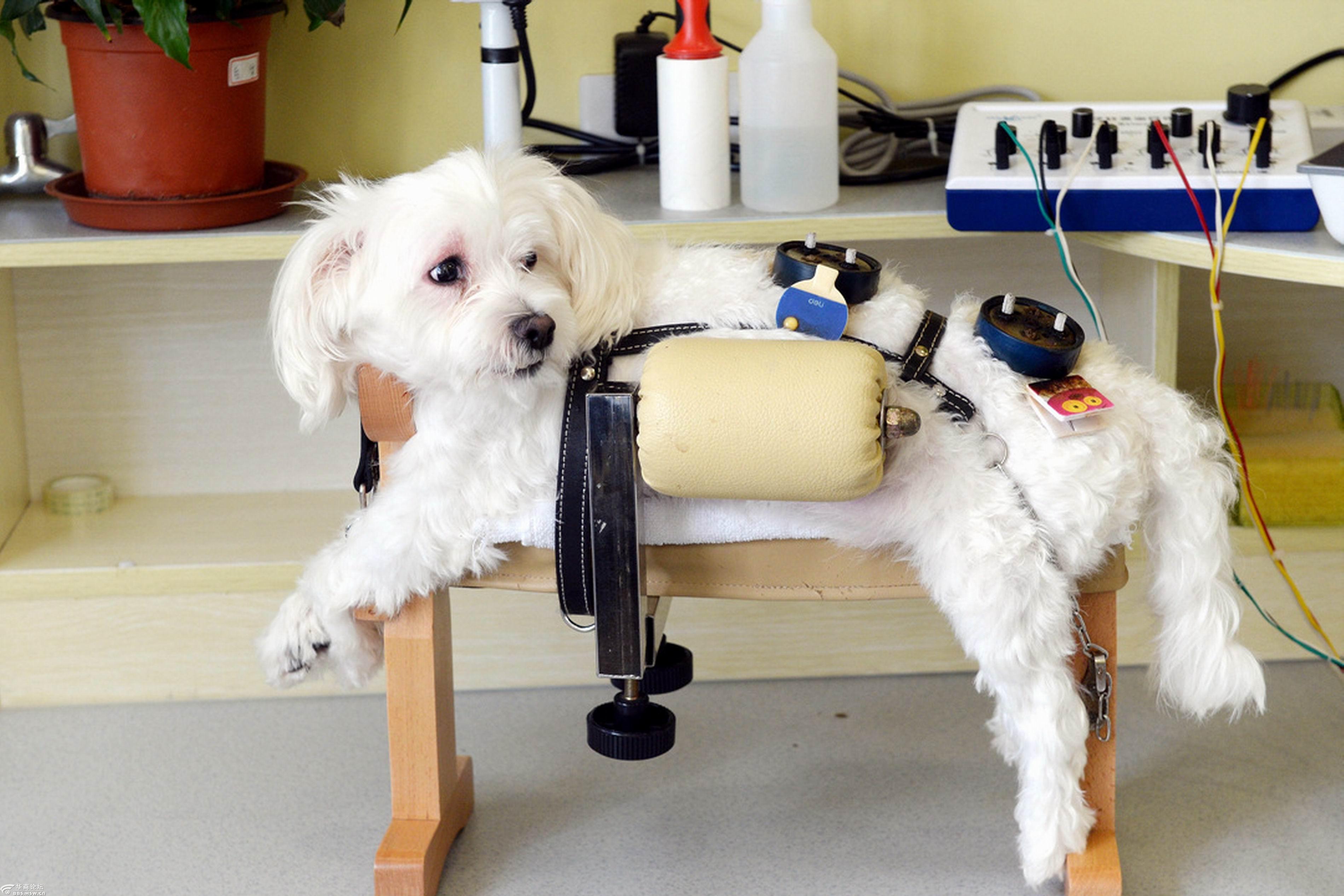 中华传统针灸疗狗