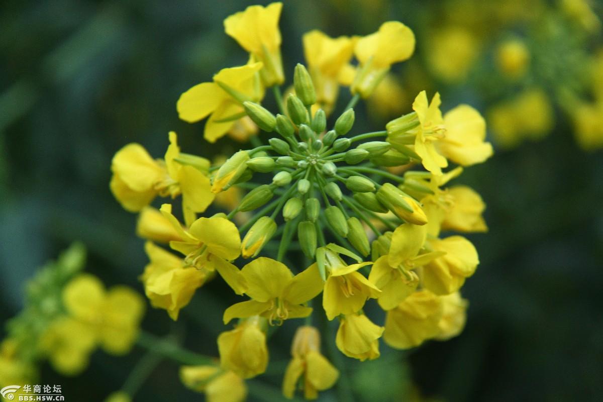 秦岭国家植物园十一开园,你准备好了吗?