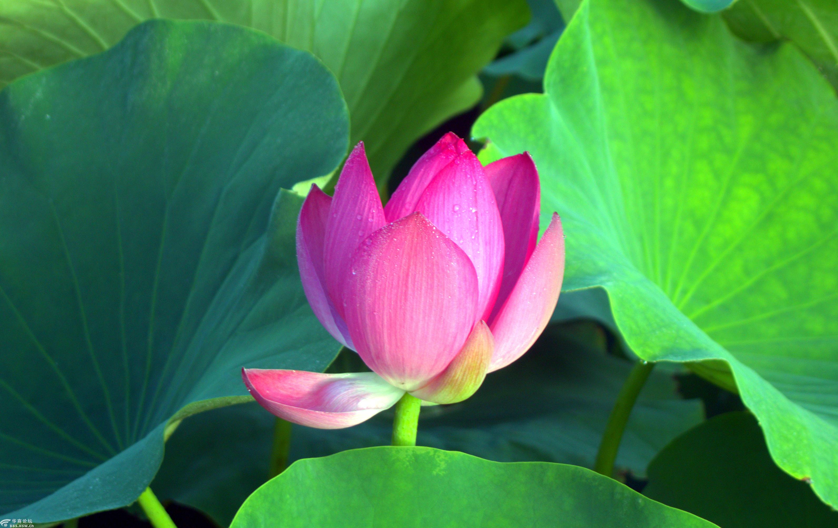 荷花出莲叶 龟鳖戏金鱼 —铜川植物园随拍