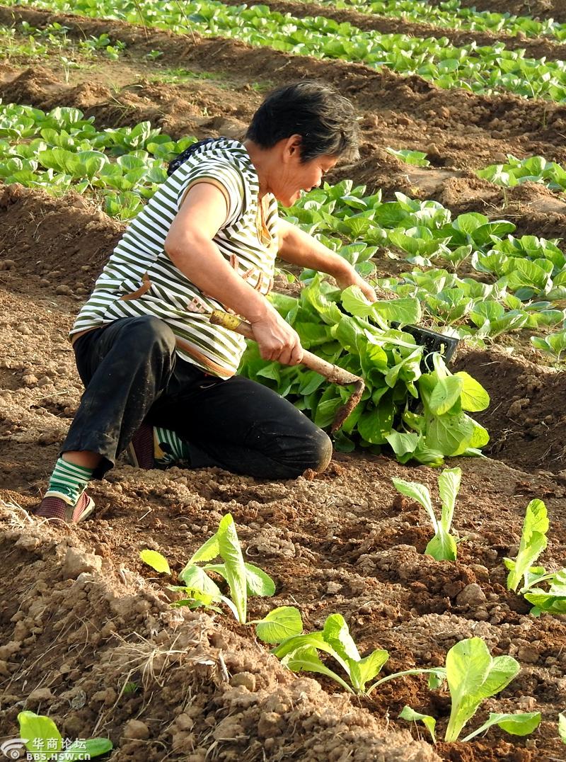 辛苦菜农妇女跪地栽白菜苗