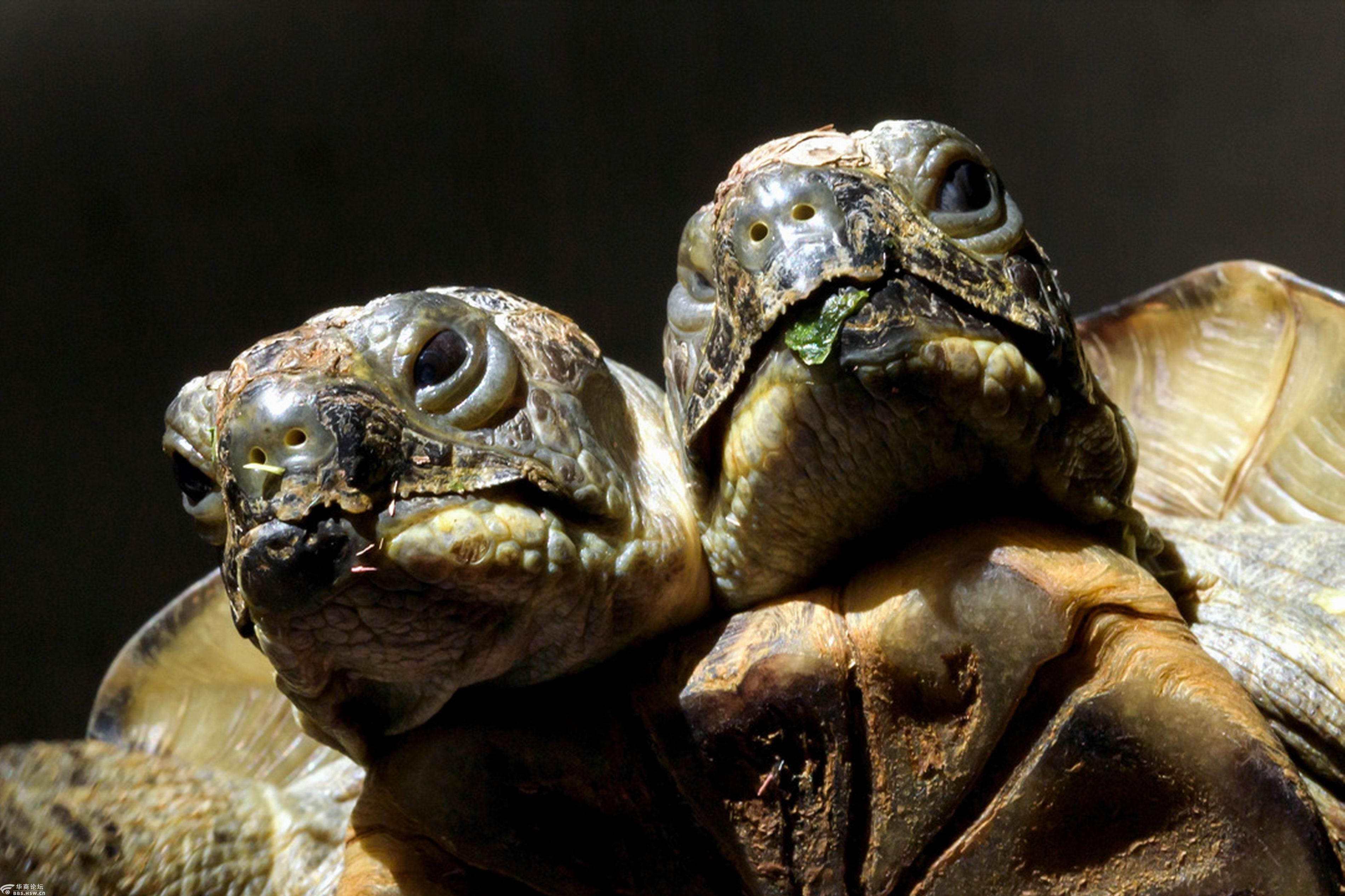 双头龟亚努斯的20岁生日