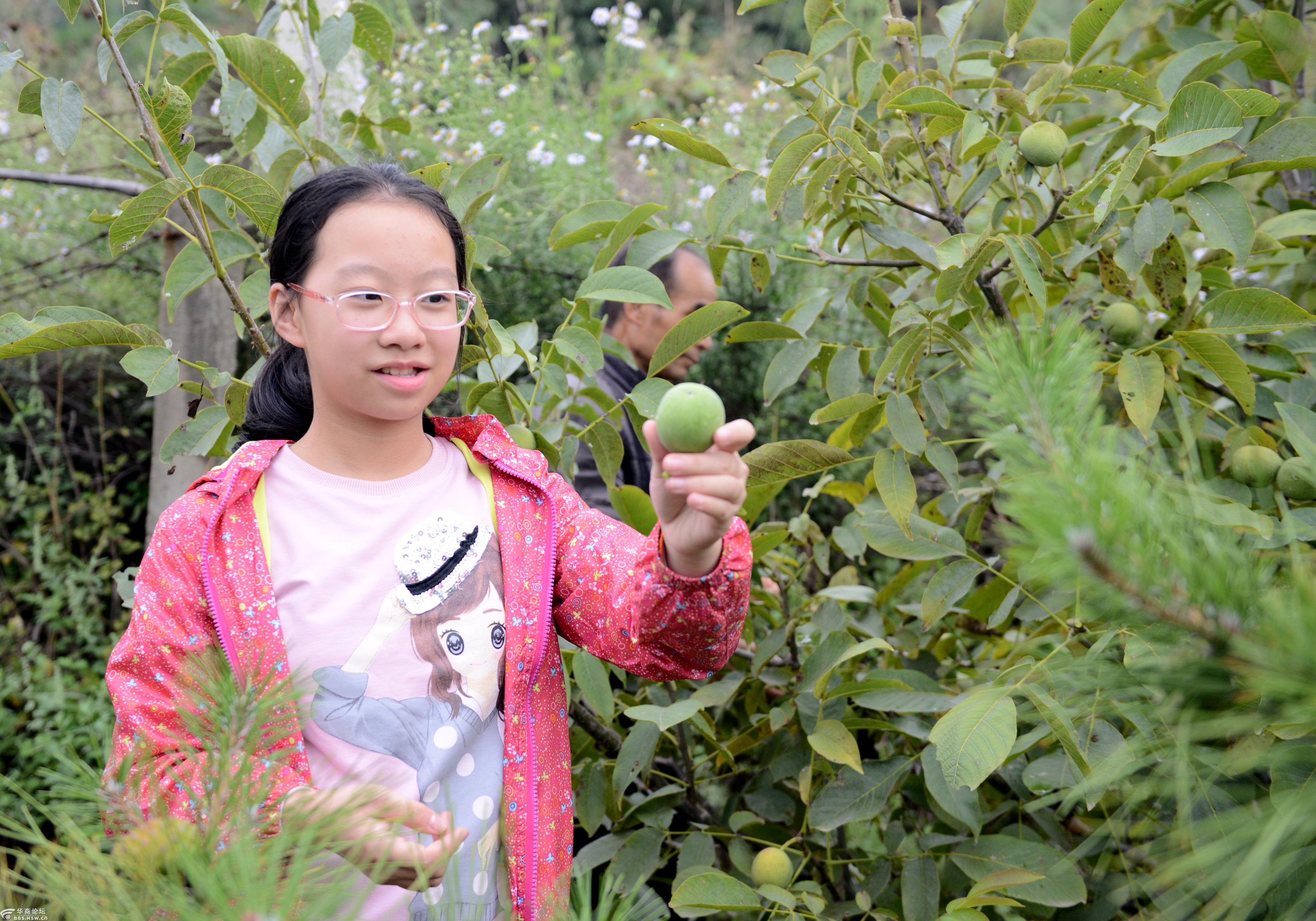 请乡党们到我家地里来摘核桃