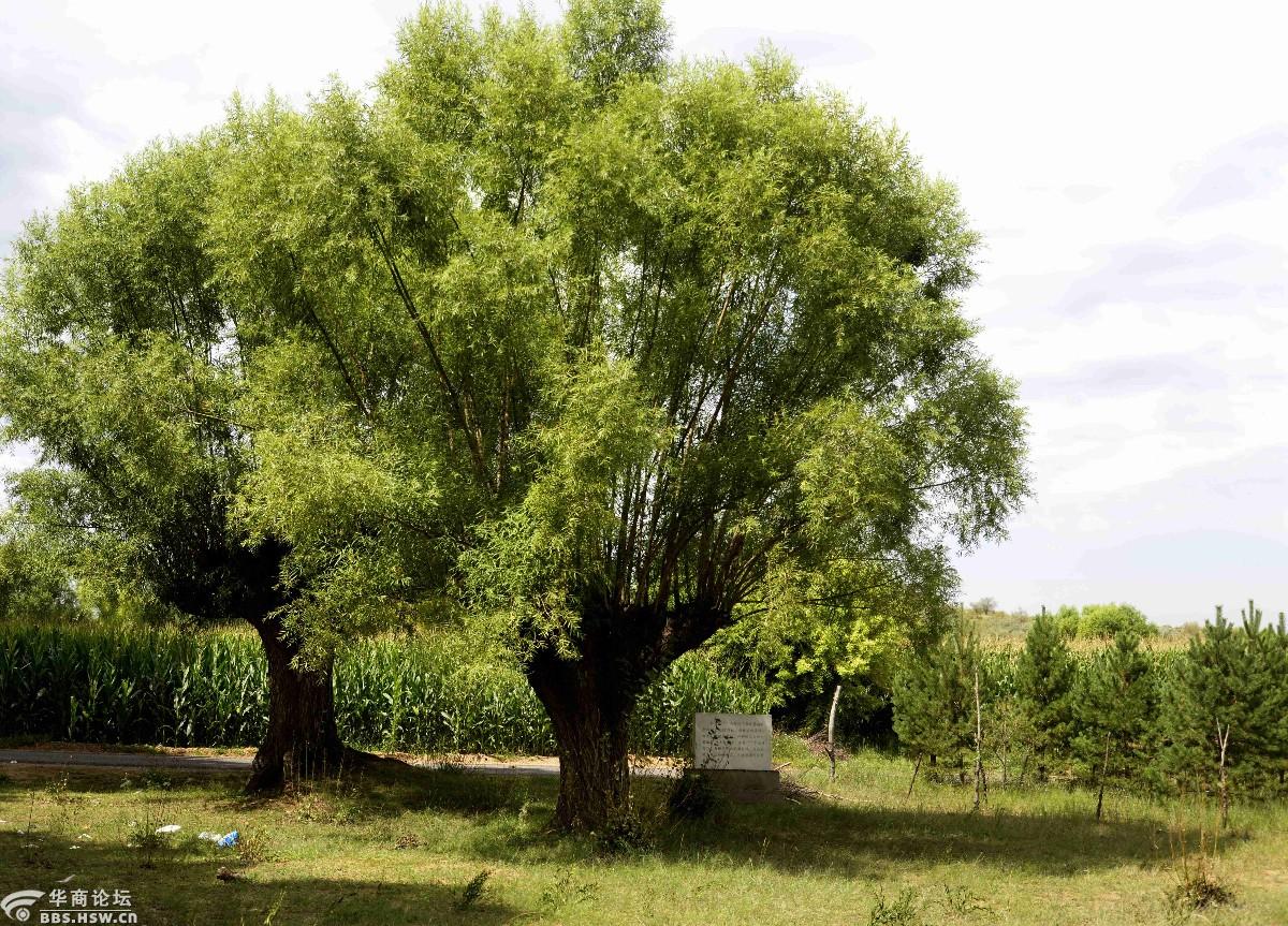 故乡行之六观赏古旱柳