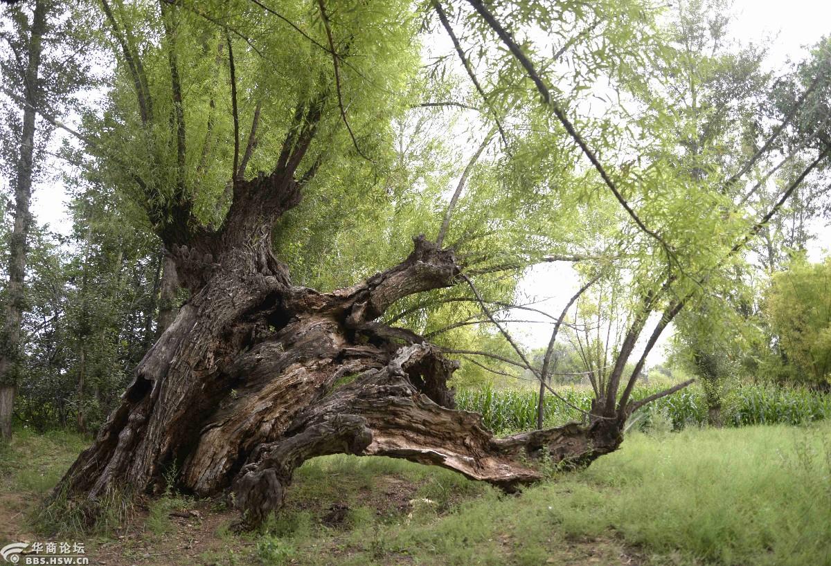 故乡行之六观赏古旱柳