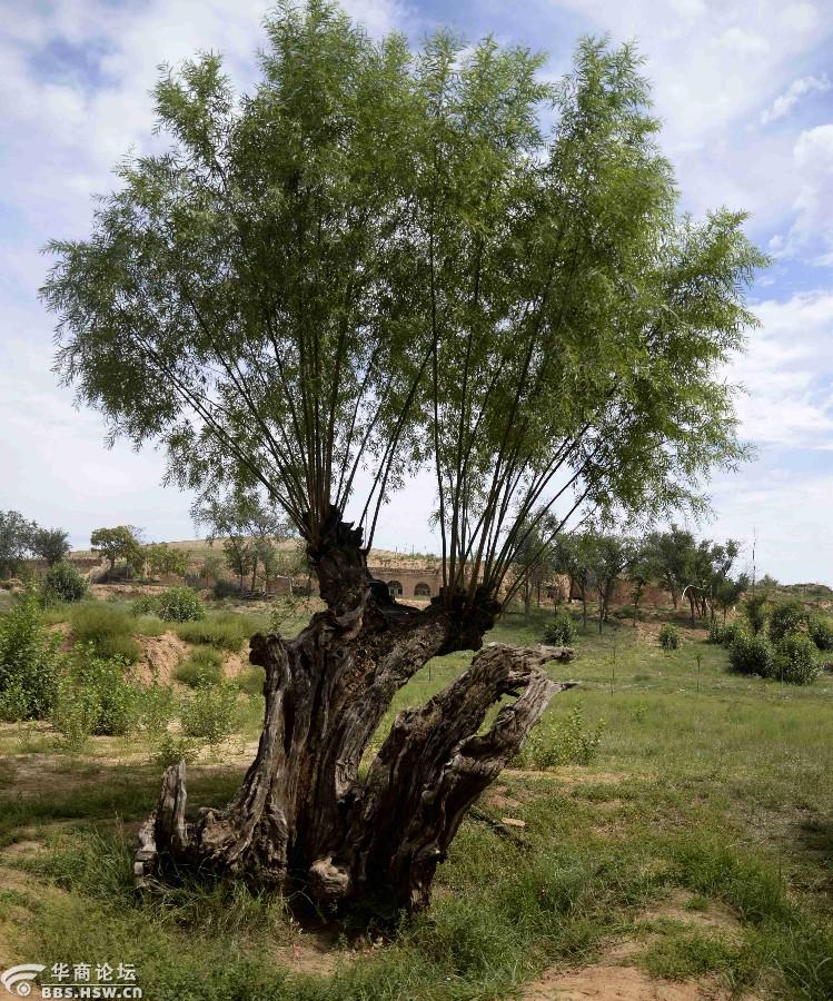 故乡行之六观赏古旱柳