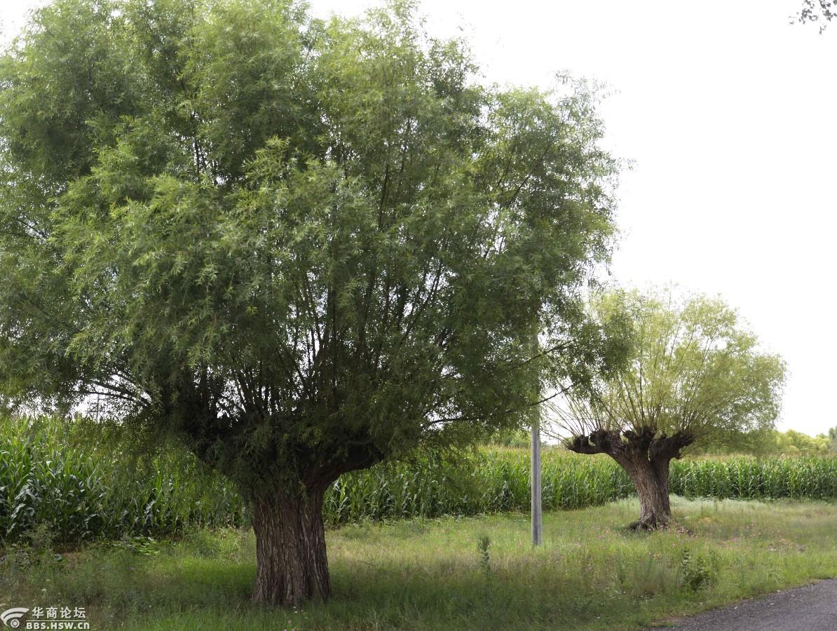 故乡行之六观赏古旱柳