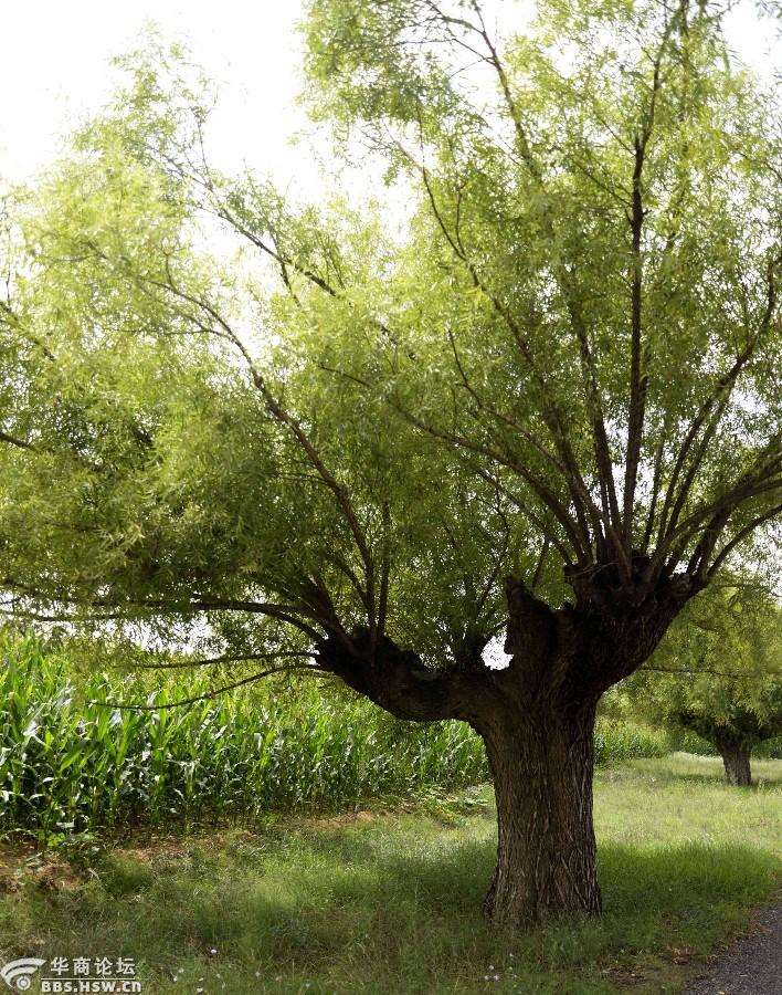 故乡行之六观赏古旱柳