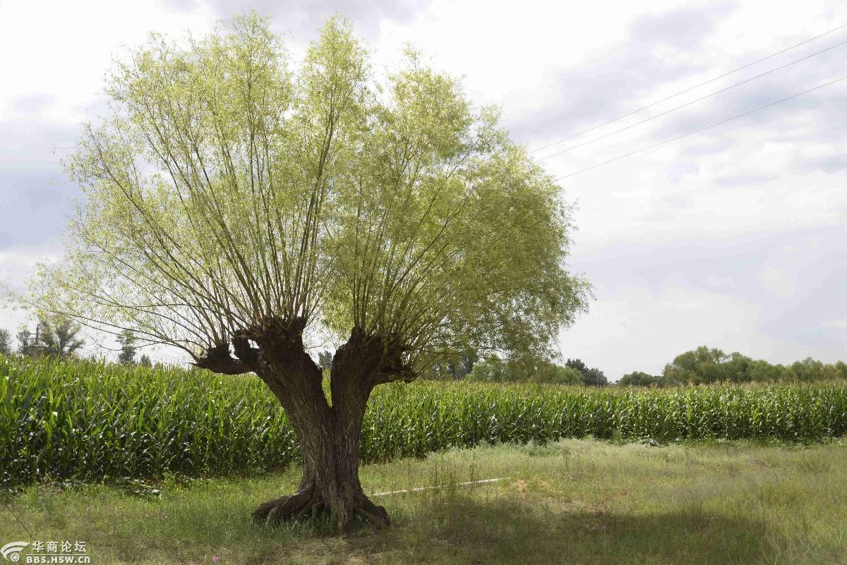 故乡行之六 观赏古旱柳