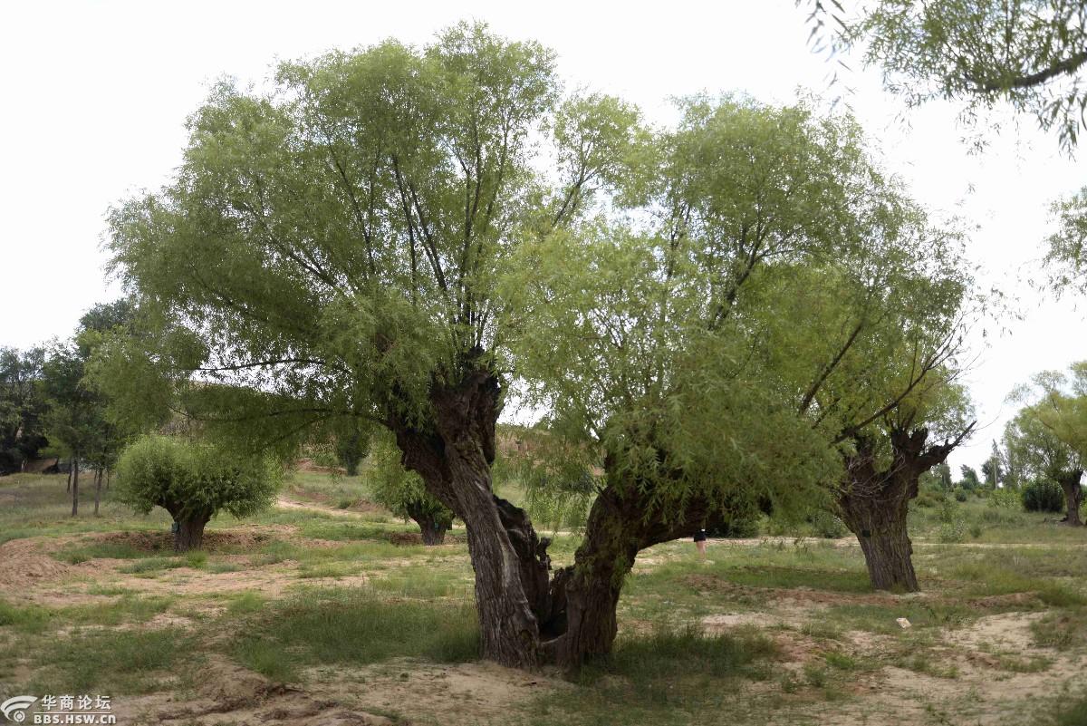 故乡行之六 观赏古旱柳