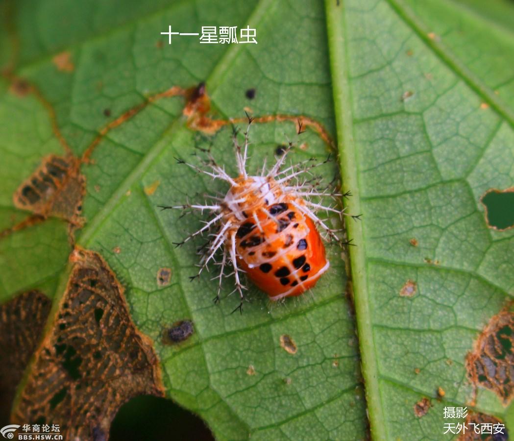 长知识十一星瓢虫小时候长的有点瘆人