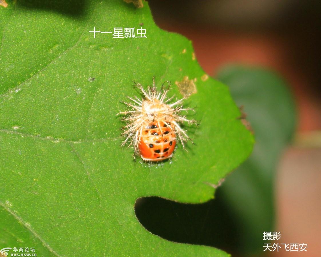 长知识十一星瓢虫小时候长的有点瘆人
