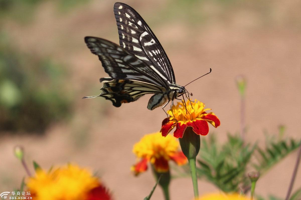 花梦蝶蝶迷花花艳蝶醉秋风里
