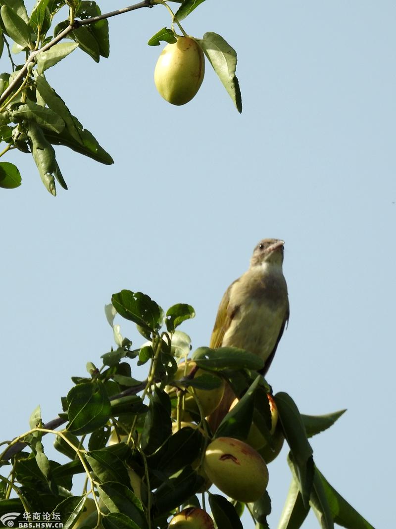 喜爱吃大枣的白头翁鸟