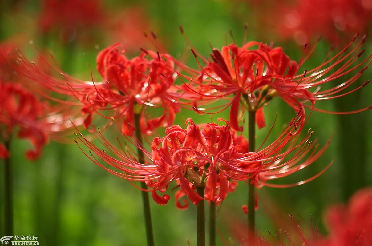 再见花时叶已逝彼岸花