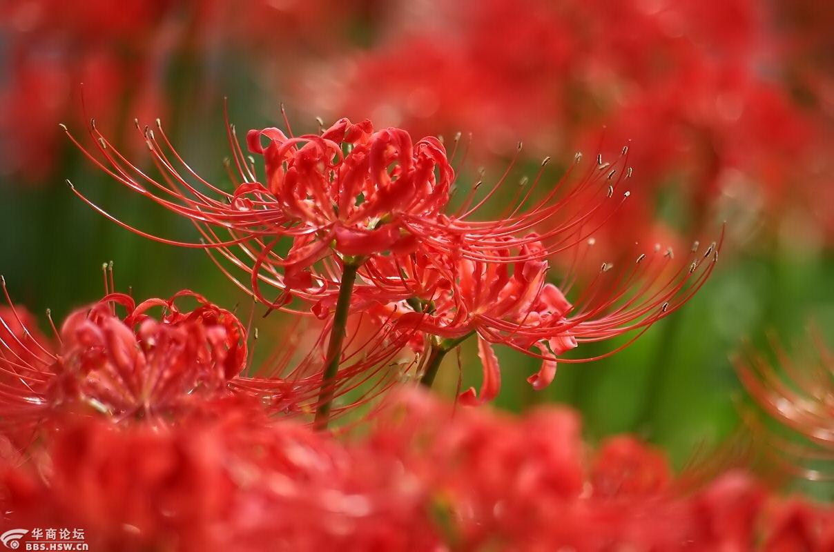 再见花时叶已逝彼岸花