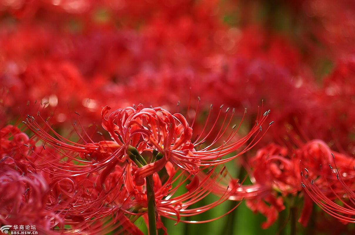 再见花时叶已逝彼岸花