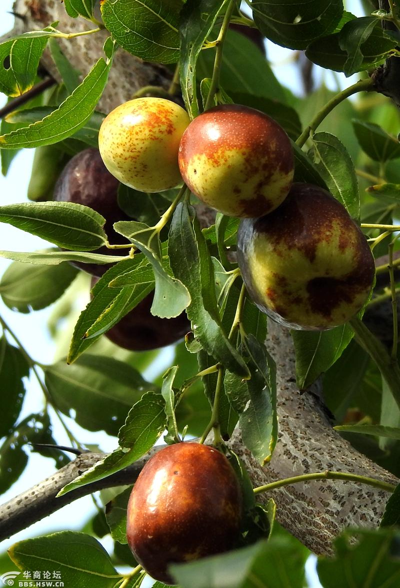 秋色无限好,石榴柿子枣!