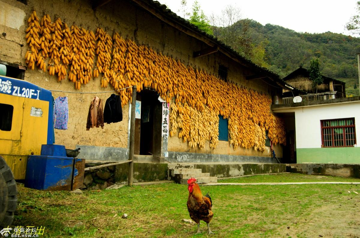 陕南安康山区农村秋收拌谷子