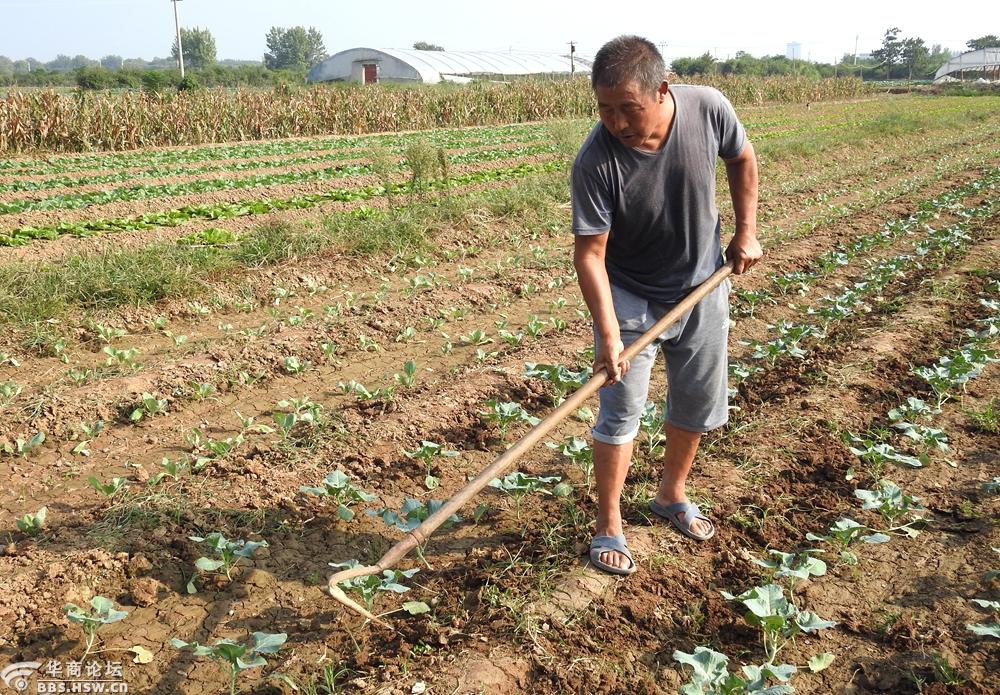 锄草菜农劳动辛苦心里乐