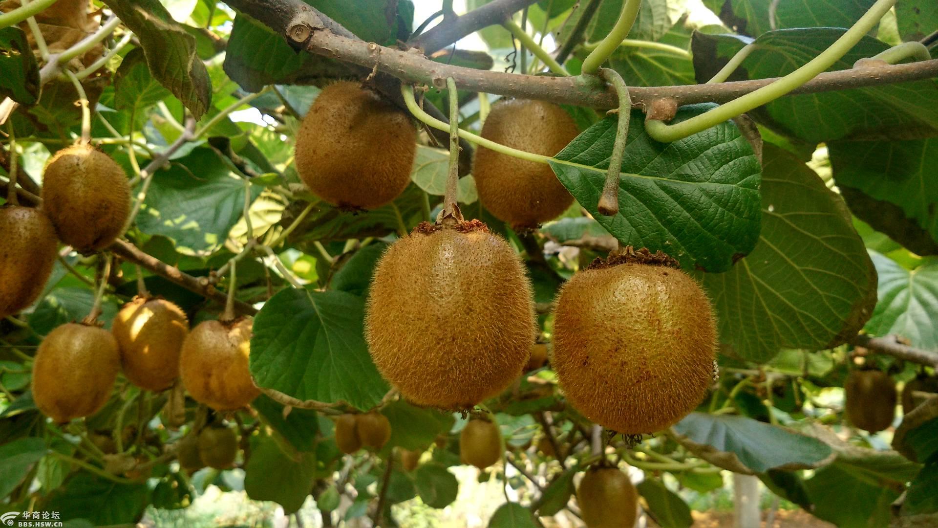 宝鸡眉县猕猴桃