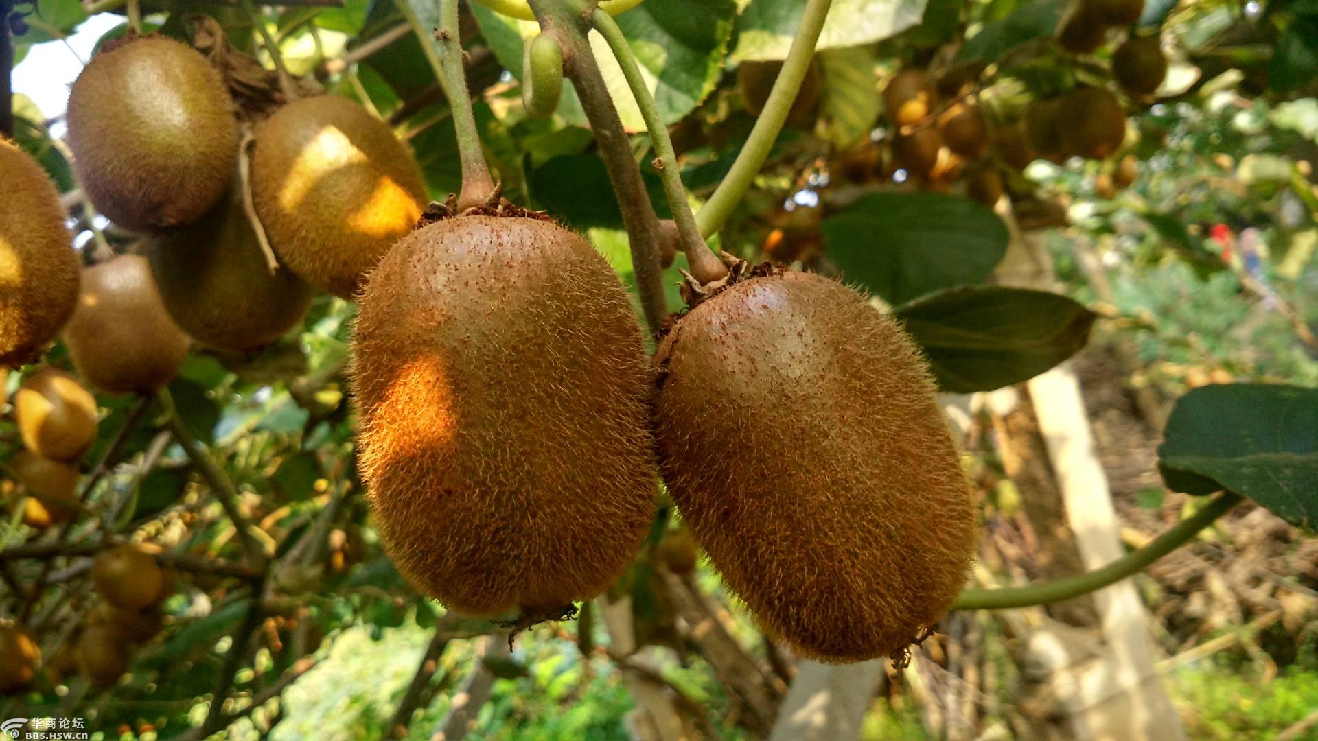 宝鸡眉县猕猴桃