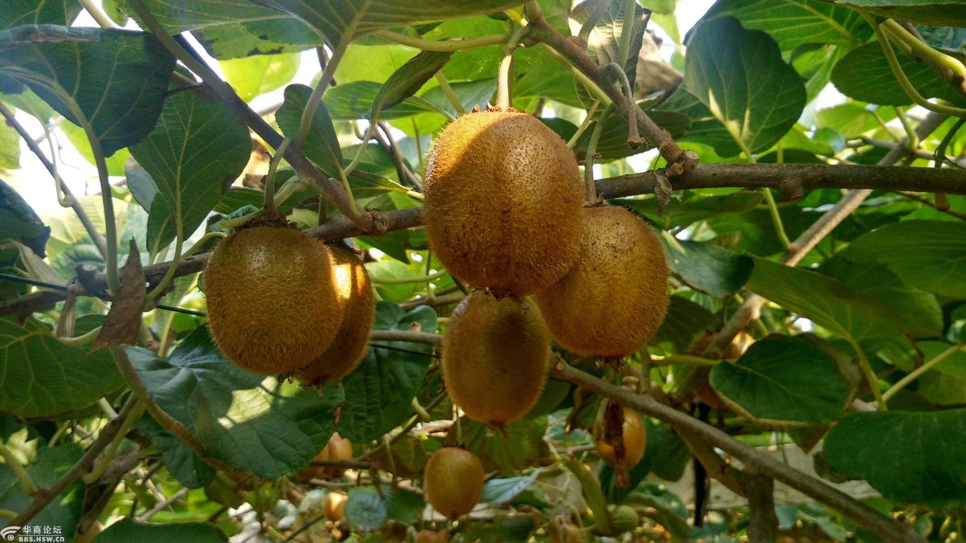 宝鸡眉县猕猴桃