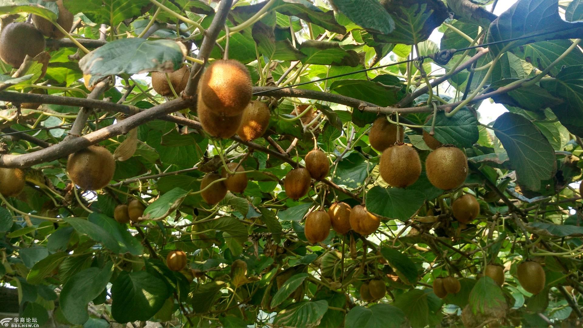 宝鸡眉县猕猴桃