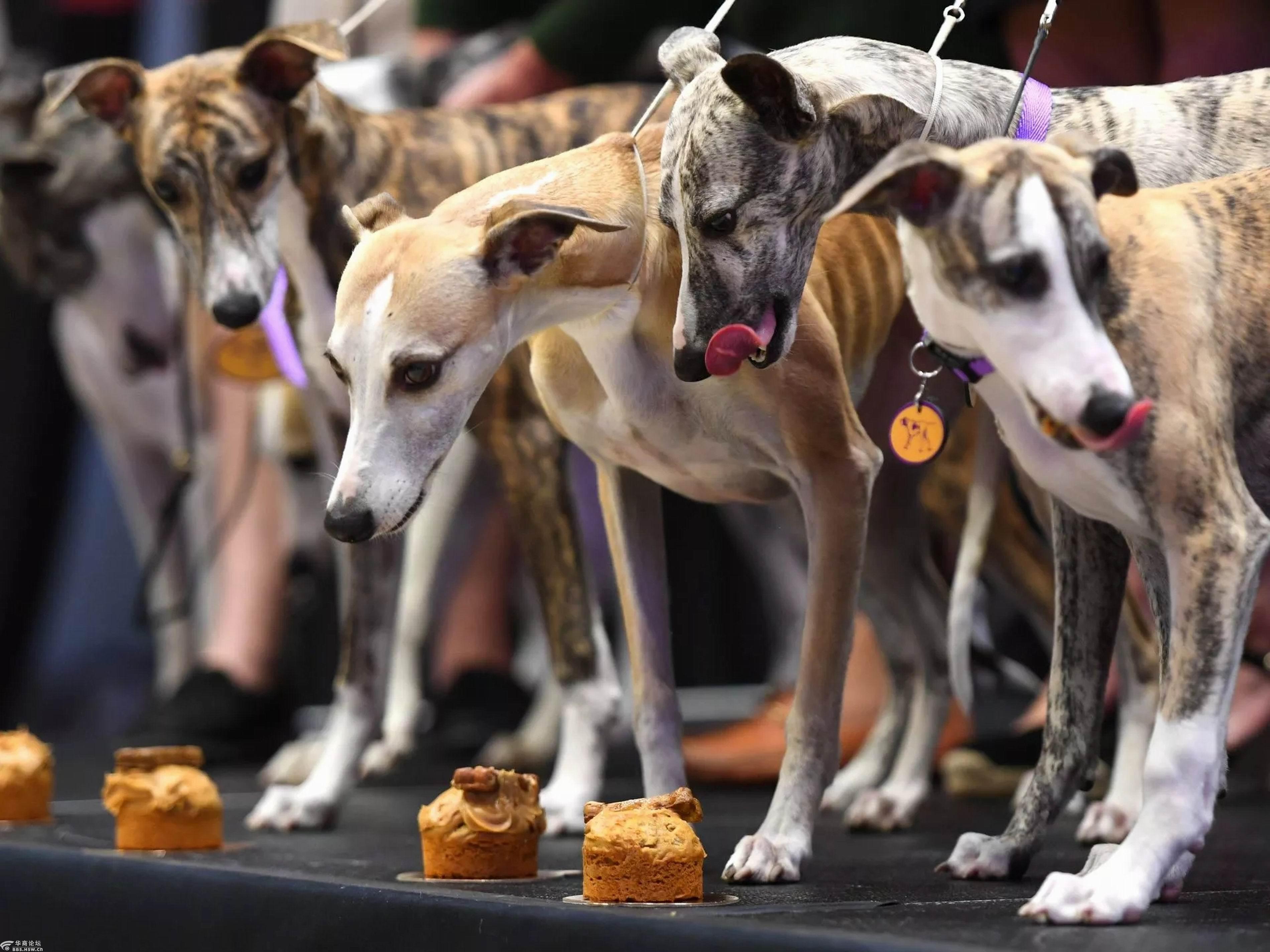 美国西敏寺犬俱乐部狗展