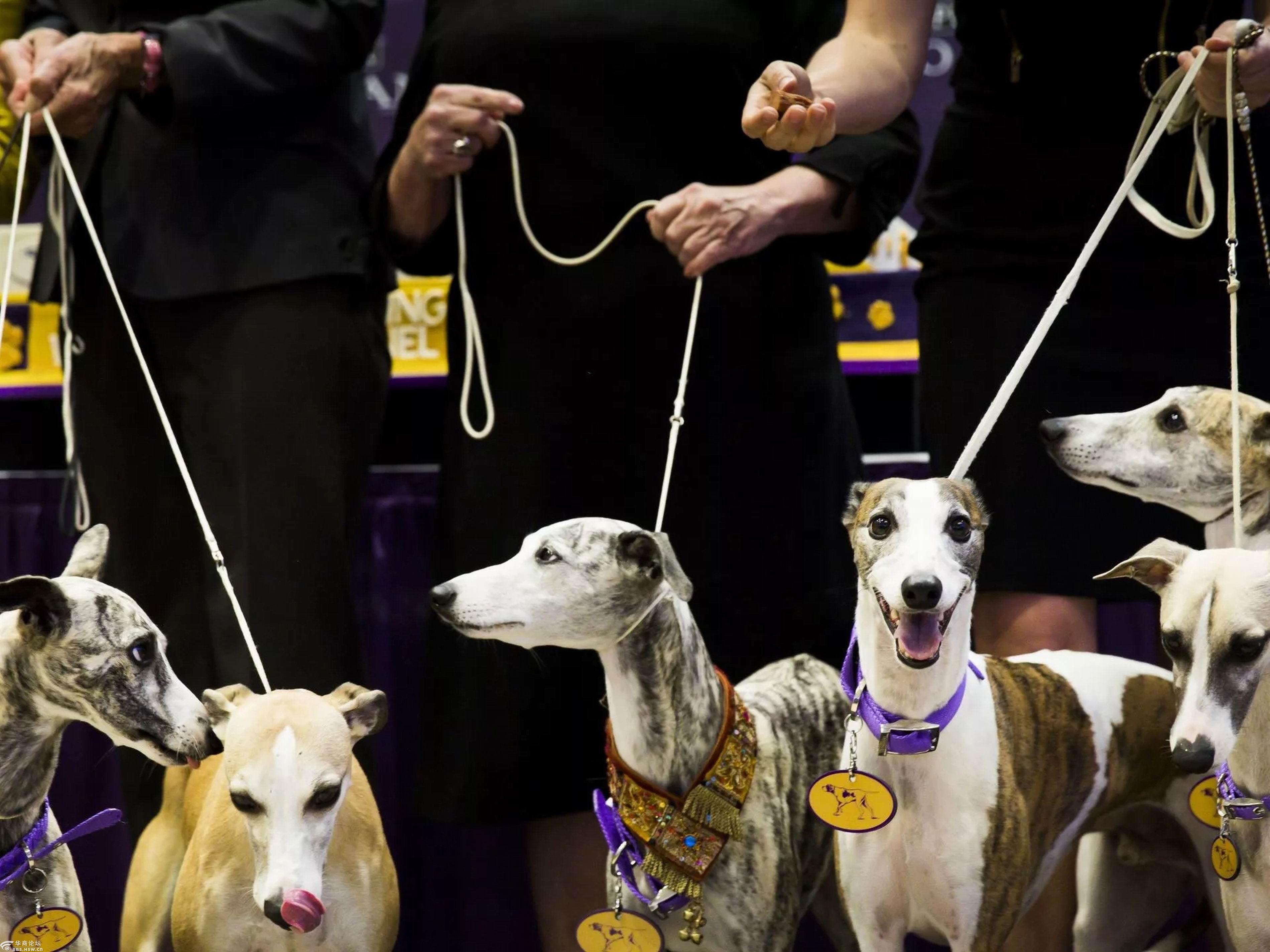 美国西敏寺犬俱乐部狗展