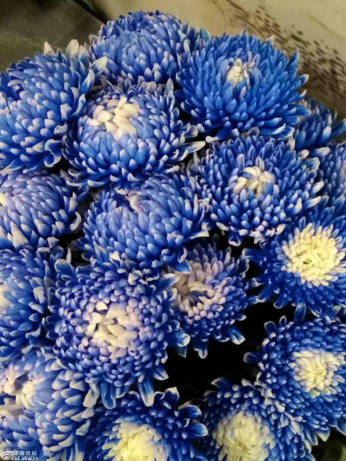 人的本事有多大?奇葩——水植菊花