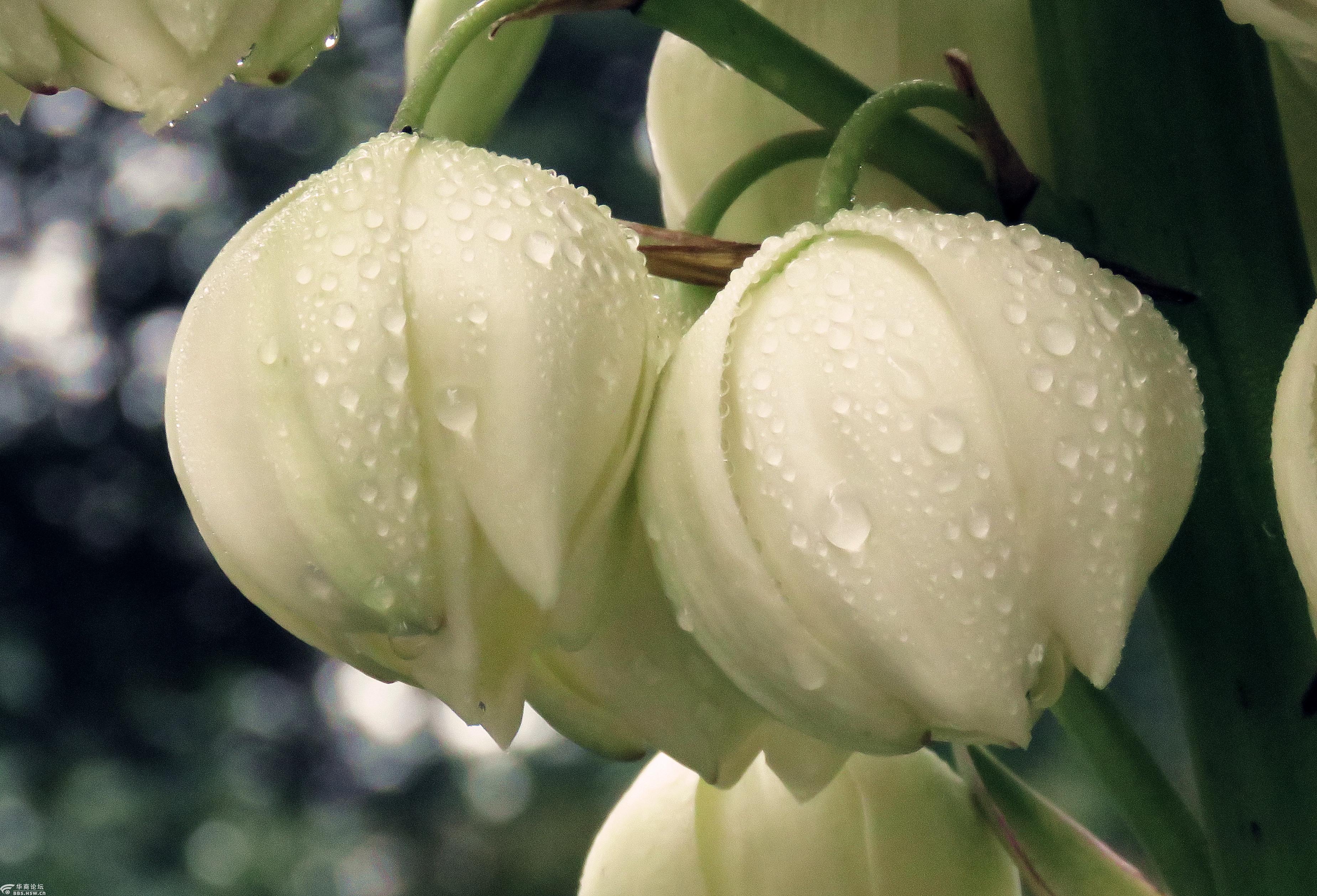 院中凤尾兰开花了