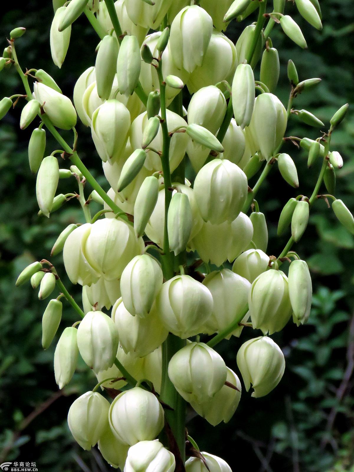 院中凤尾兰开花了