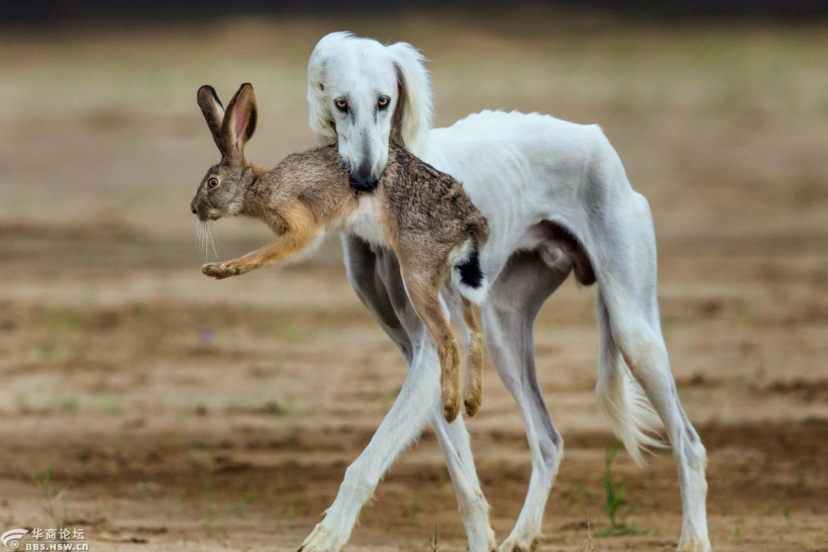 关中民俗狗撵兔