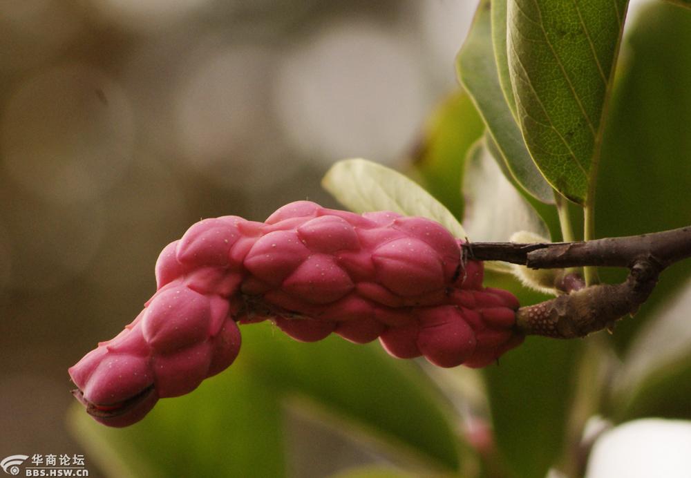 形态奇异的玉兰果