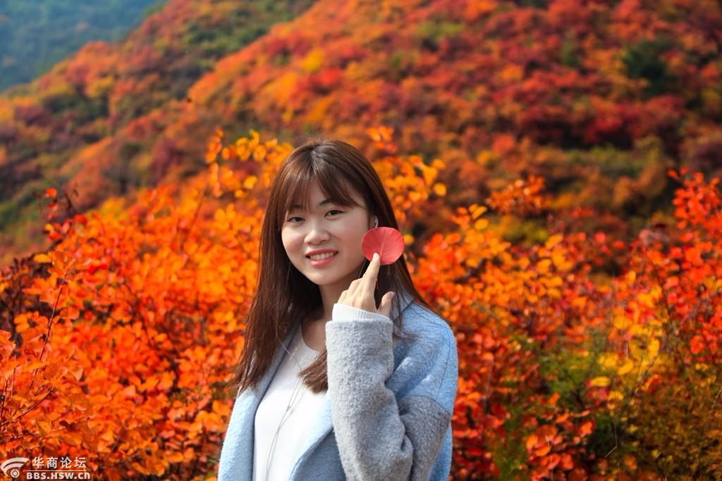醉美韩城香山红叶正当时