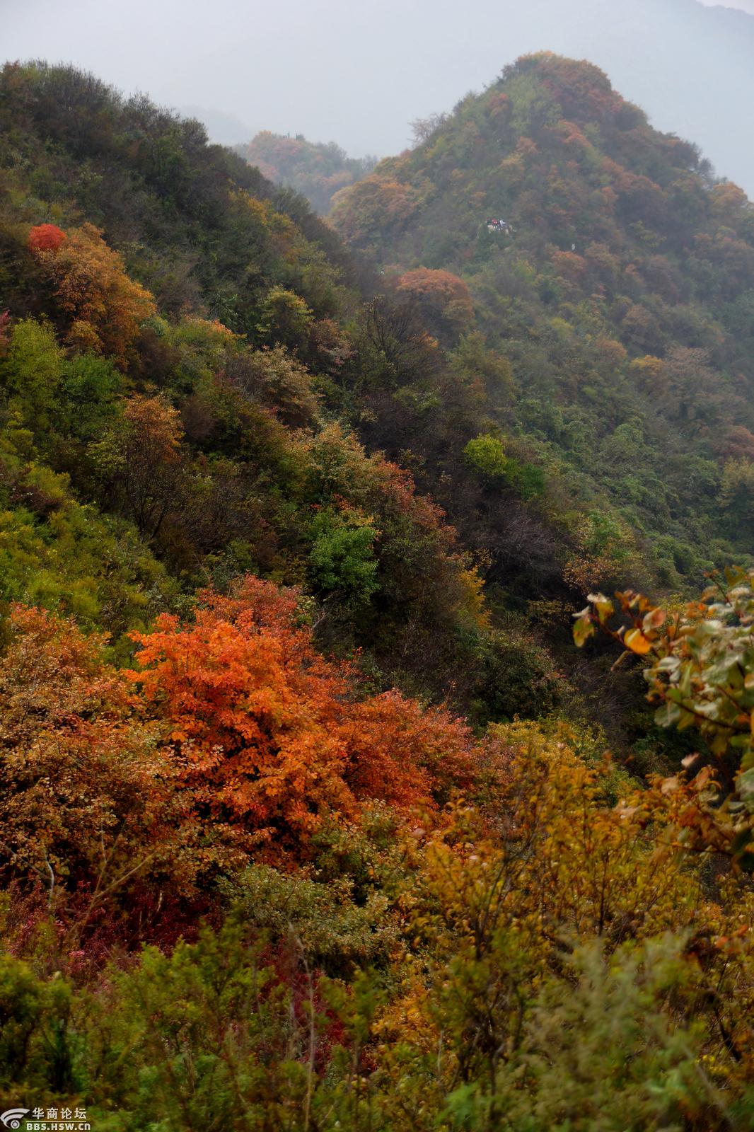 10月21日秦岭五道梁看红叶初染山梁