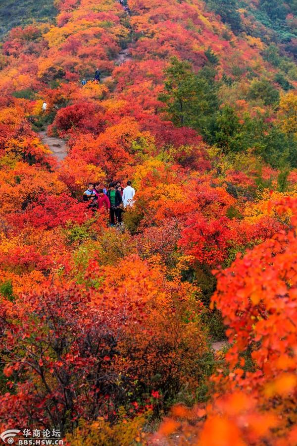 醉美韩城香山红叶正当时