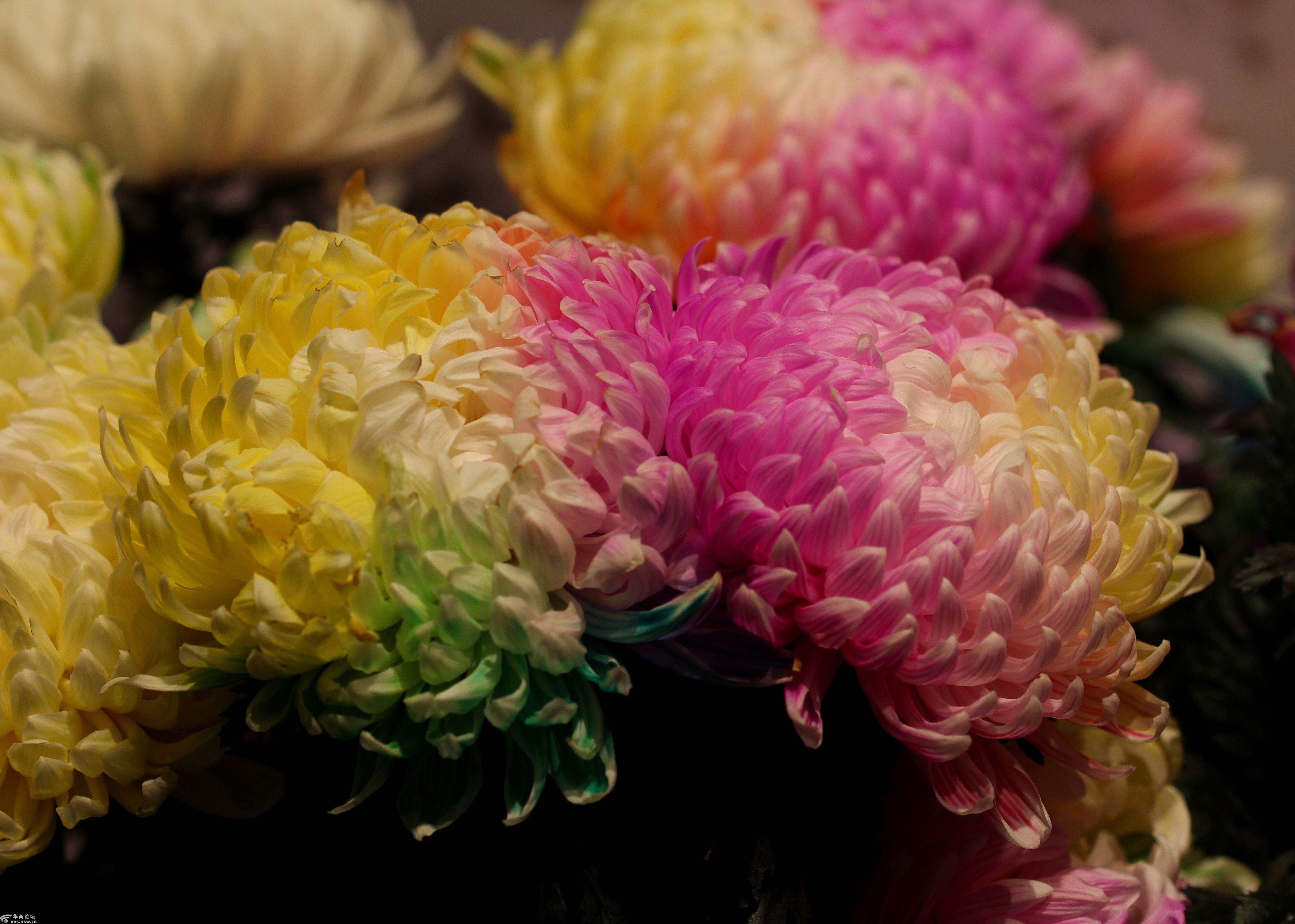 西安植物园培育新品种菊花