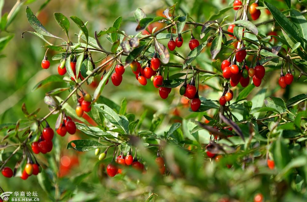 地头野生枸杞红似火