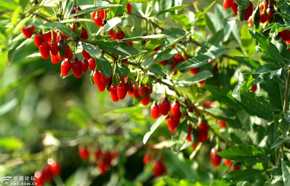 地头野生枸杞红似火