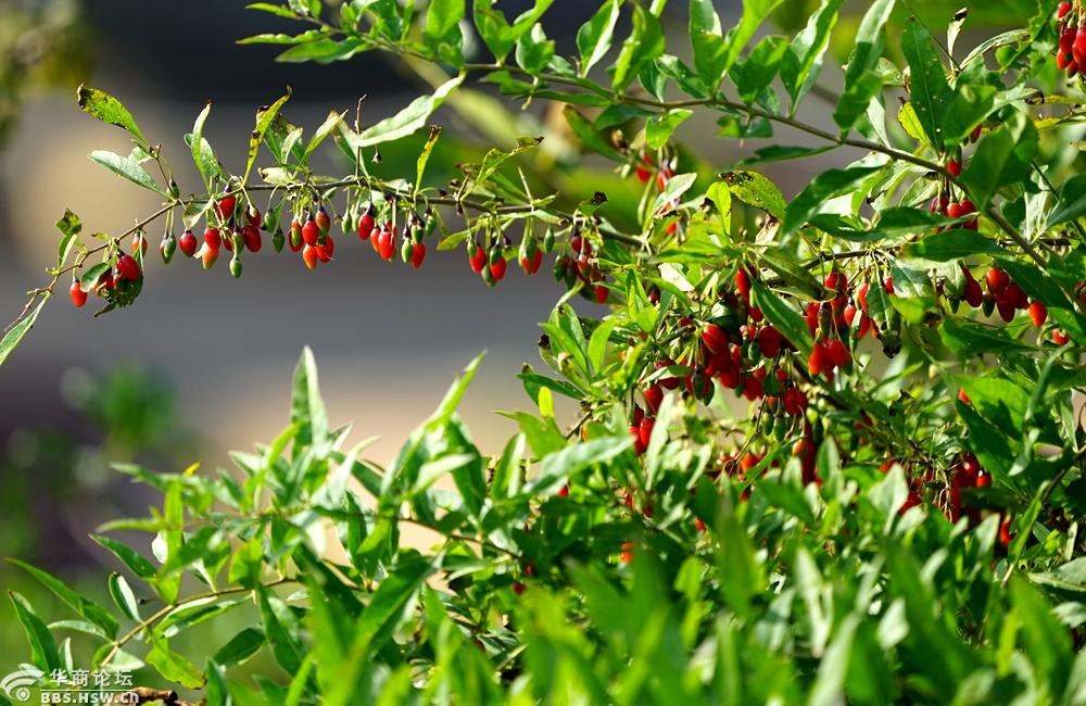 地头野生枸杞红似火
