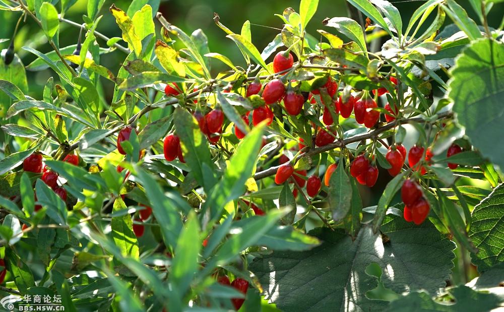 地头野生枸杞红似火